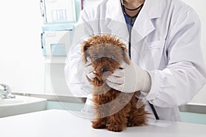 Dog in veterinarian's office