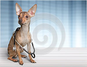 Dog veterinarian on table