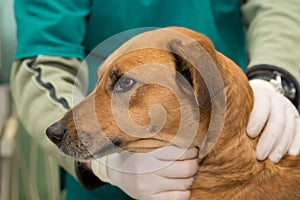 Dog at a veterinary clinic