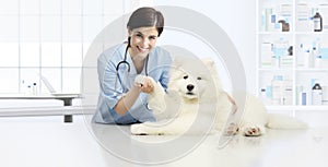 Dog veterinary examination smiling Veterinarian check the dog`s photo