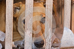 Dog victim of animal abuse and mistreatment