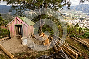 Dog at a viewpoint over Constanza, Dominican Republ photo