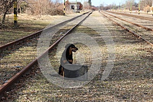 Dog with vintage leather suitcase on railways.
