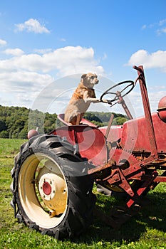 Dog on Vintage red tractor in landscape