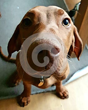 Dog visla head face pet walkies vet young