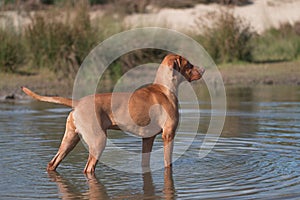 Dog, Vizsla, Hungarian pointer, standing in water