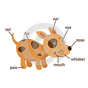 Dog vocabulary part of body.vector