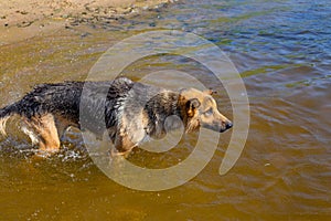 Il cane sul un fiume 