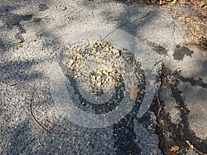 Dog vomit or puke on black asphalt photo