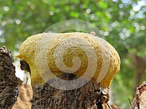 Dog Vomit Slime Mold