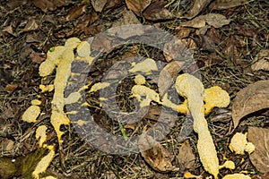 Dog Vomit Slime Mold - Fuligo septica