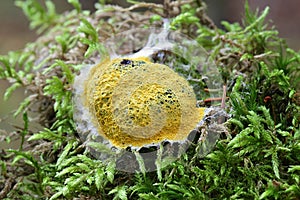 Dog vomit slime mold or mould