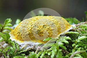 Dog vomit slime mold or mould