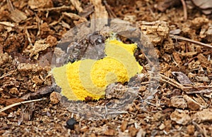 Dog Vomit Slime Mould Fuligo septica growing from the forest floor.