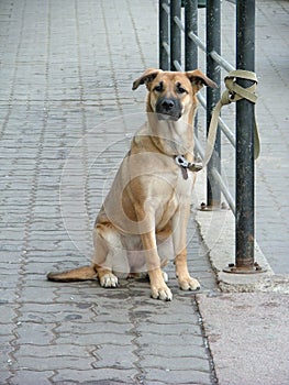 Il cane in attesa 