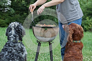 Dog waiting for the barbecue, waiting for lunch