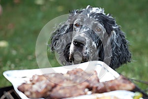 Dog waiting for the barbecue, waiting for lunch