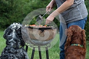 Dog waiting for the barbecue, waiting for lunch