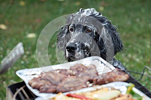 Dog waiting for the barbecue, waiting for lunch