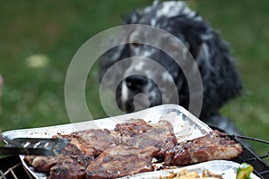 Dog waiting for the barbecue, waiting for lunch