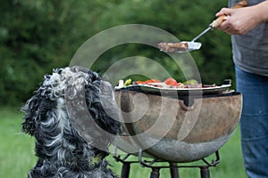 Dog waiting for the barbecue, waiting for lunch