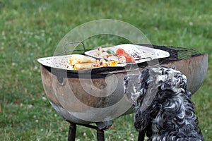 dog waiting for the barbecue, waiting for lunch