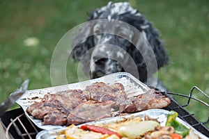 Dog waiting for the barbecue, waiting for lunch