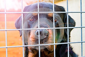 Dog waiting behind wire netting, a labrador looks through a cage, a shelter for dogs, a sad labrador