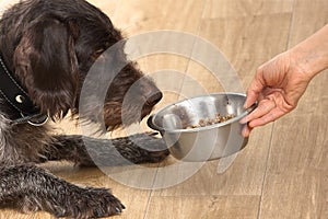 Dog waiting a bowl with meal