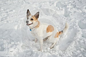 Dog waiting for commands in the snow