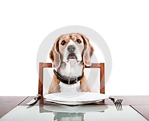 Dog waiting for a dinner on the served table