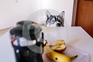 Dog waiting for food