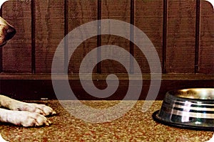 Dog Waiting for Food in Bowl