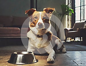 Dog waiting for food. Brown-white dog and empty food bowl