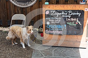 Pes čekání jeho na pivovarnictví společnost 
