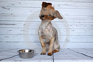 Dog waiting for his ration next to his bowl of croquette with attention