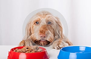 Dog waiting impatiently for food