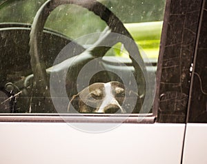 Dog Waiting Inside Car