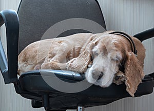 The dog is waiting for its owner, lying on a chair. English Cocker Spaniel red color