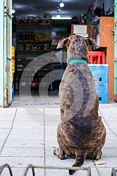 Dog waiting for its owner at the market gate sitting on sidewalk