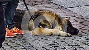 Dog, waiting for a master, on the street.