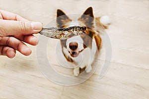 Dog waiting for a natural treat. Obedience pet concept. selective focus