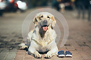 Dog waiting for the owner