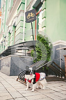 Dog waiting for owner, tied to a bicycle parking rack. Chihuahua waiting for his owner on dog parking area. Bicycle parking sign.