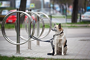 Dog waiting for owner, tied to a bicycle parking rack. Dog Tied