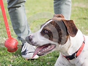 Dog waiting for owner to throw tennis ball