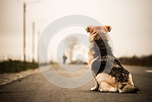 Dog waiting in the street photo