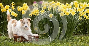 Dog waiting on a suitcase with flowers, summer pet travel banner