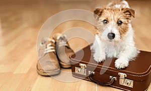 Dog waiting with a suitcase and shoes, pet travel background