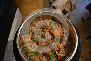 Dog waiting to eat dinner